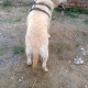 laberador-in-sargodha-labrador-retriever-sargodha-2