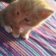 7-week-old-ginger-boy-kitten-with-tortoiseshell-markings-other-yazman