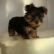 potty-trained-york-shire-terrier-puppy-available-now-other-allah-abad