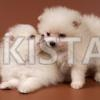 couple-pomeranian-puppies-pomeranian-akhtar-abad