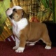 english-bulldog-puppies-for-adoption-other-