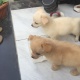 puppies-for-sale-moving-out-other-karachi-3
