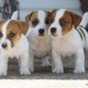 jack-russell-terrier-puppies-for-re-homing-other-abadi-jalalpur-pirwala