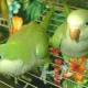parrot-for-sale-african-grey-parrot-bagh-o-bahar