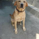 labrador-male-22-months-old-biscuit-color-pure-breed-labrador-retriever-lahore-2