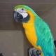 parrot-for-sale-african-grey-parrot-adenzai