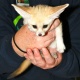 two-cute-fennec-fox-for-sale-bengal-muzaffargarh-2