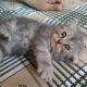 parsian-kittens-persian-cats-karachi-4