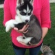 female-siberian-huskies-other-allah-abad