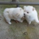 akc-regis-pomeranian-puppies-pomeranian-abbas-nagar