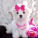 maltese-puppies-for-sale-maltese-awaran