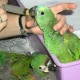 parrot-for-sale-african-grey-parrot-abbottabad
