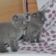 lovely-british-shorthair-kittens-other-dera-bakha