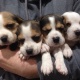 very-healthy-and-cute-beagle-puppies-other-arif-wala