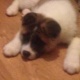 akita-puppies-10-weeks-other-abadi-jalalpur-pirwala-2