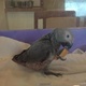 baby-african-grey-for-sale-other-lahore