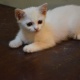 1-5-months-old-kitten-for-sale-persian-cats-rawalpindi