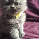 3-female-exotic-shorthair-persian-kittens-other-bahrain