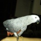 african-grey-for-sale-hand-tame-hand-feed-8-month-african-grey-parrot-gujrat
