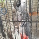 african-grey-parrot-with-cage-and-accessories-other-arif-wala