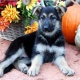 german-shepherd-puppies-for-sale-other-islamabad
