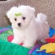 tea-cup-maltese-puppies-still-available-maltese-abbas-nagar-2