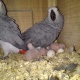 fresh-100-fertile-ostrich-eggs-parrots-and-healthy-chicks-for-sale-african-grey-parrot-amir-pur-sadat