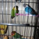 voilet-lutino-blue-albino-olive-personata-lovebirds-lovebirds-karachi-3