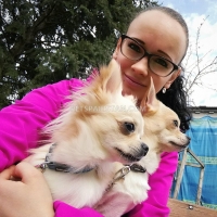 16-weeks-old-chihuahua-very-playful-outgoing-and-extremely-cute-other-karachi