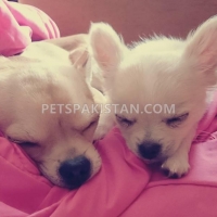 16-weeks-old-chihuahua-very-playful-outgoing-and-extremely-cute-other-karachi-2