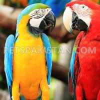 beautiful-hand-reared-parrots-available-macaws-islamabad-4