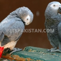 a-pair-of-talking-african-grey-parrots-whatsapp-12486625079-african-grey-parrot-karachi-2