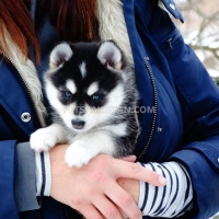 beautiful-female-and-male-available-11weeks-old-husky-puppies-other-amir-pur-sadat