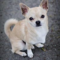 16-weeks-old-chihuahua-very-playful-outgoing-and-extremely-cute-other-karachi-3