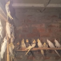 cocktails-cockatiel-parrots-lahore-3