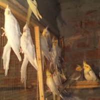 cocktails-cockatiel-parrots-lahore-4