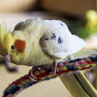 tame-healthy-parrots-african-grey-cokatoos-and-fertile-eggs-for-sale-cockatoos-lahore-3