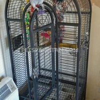 cute-african-grey-parrot-for-adoption-african-grey-parrot-lahore-4