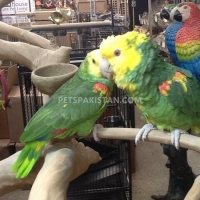 australian-parrots-pigeons-parakeet-australian-budgies-sinjhoro-6