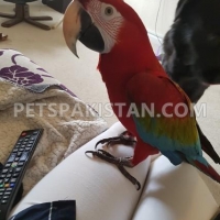 green-wing-macaw-for-sale-macaws-alipur-chatta