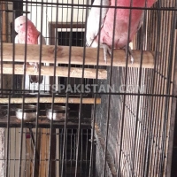 galah-cockatoo-rose-breasted-cokatoo-cockatoos-lahore