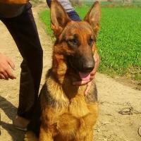 german-shepherd-female-german-shepherd-lahore