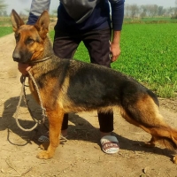 german-shepherd-female-german-shepherd-lahore-2