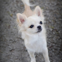 16-weeks-old-chihuahua-very-playful-outgoing-and-extremely-cute-other-karachi-4