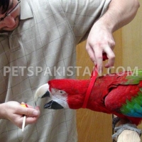 green-wing-macaw-parrot-babies-on-sale-macaws-ali-pur-2