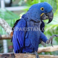 australian-parrots-pigeons-parakeet-australian-budgies-sinjhoro-2