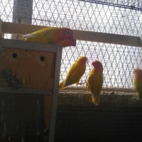 lovebirds-for-sale-lovebirds-abbottabad-5