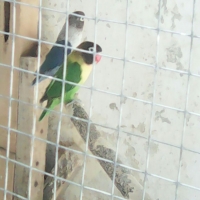 lovebirds-for-sale-lovebirds-abbottabad-3