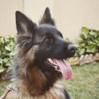 german-shephard-female-german-shepherd-karachi-5