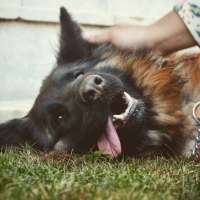 german-shephard-female-german-shepherd-karachi-4